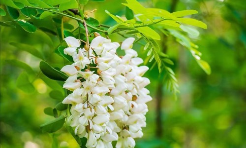 蜜百部和百部一样吗-蜜百部和生百部的区别网 - 为你提供百部和蜜百部的功效与作用、蜜百部和百部哪个更好